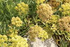 Crithmum maritimum