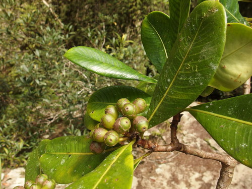Psychotria megalocarpa