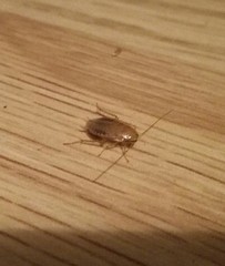 Ectobius pallidus