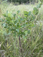 Betula pumila