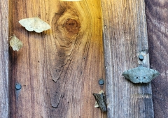 Anticarsia gemmatalis