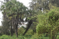 Trachycarpus fortunei