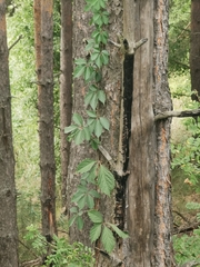 Parthenocissus inserta