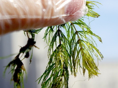 Ceratophyllum demersum