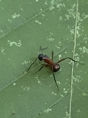Camponotus chromaiodes