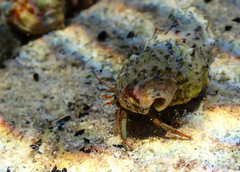 Clibanarius erythropus