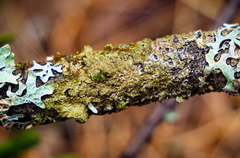 Melanelixia subaurifera