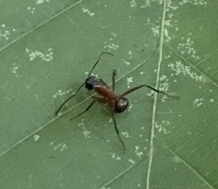 Camponotus chromaiodes