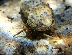 Clibanarius erythropus