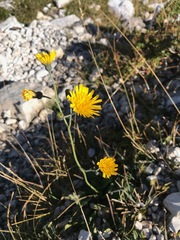 Hieracium lachenalii