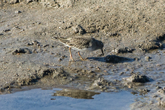 Calidris temminckii