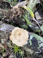 Lentinus flexipes