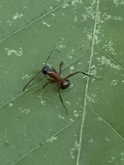 Camponotus chromaiodes