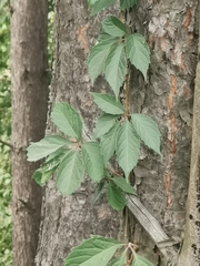 Parthenocissus inserta