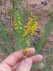 Lebeckia sepiaria