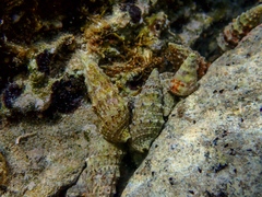 Clibanarius erythropus