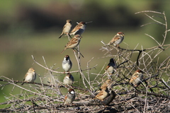 Passer hispaniolensis