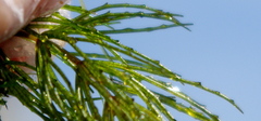 Ceratophyllum demersum