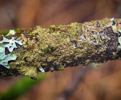 Melanelixia subaurifera