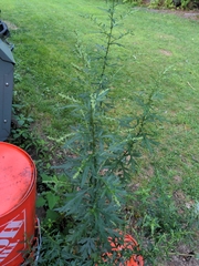 Artemisia annua