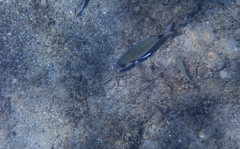 Astropecten platyacanthus