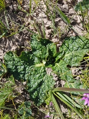 Lichtensteinia latifolia