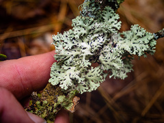 Hypogymnia physodes