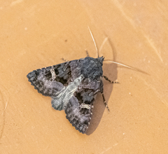 Nyssocnemis eversmanni