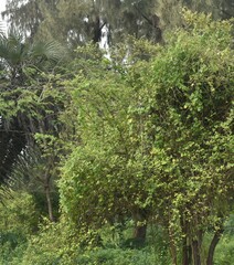 Muehlenbeckia australis