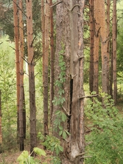 Parthenocissus inserta