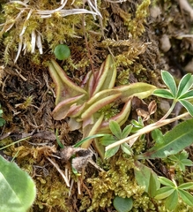Pinguicula alpina