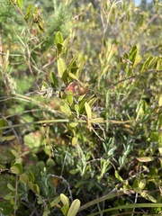 Chamaedaphne calyculata