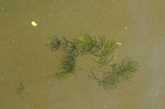 Ceratophyllum demersum
