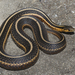 Butler's Garter Snake - Photo (c) Josh Vandermeulen, some rights reserved (CC BY-NC-ND), uploaded by Josh Vandermeulen