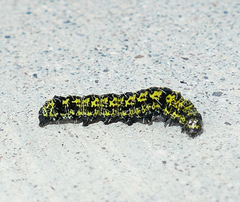 Alypiodes flavilinguis