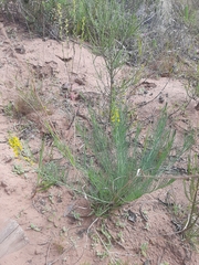 Lebeckia sepiaria