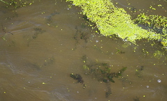 Ceratophyllum demersum