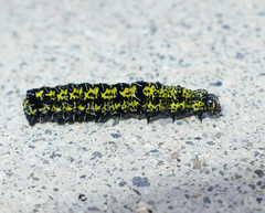 Alypiodes flavilinguis