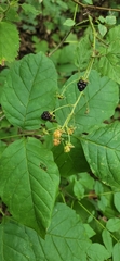 Rubus allegheniensis