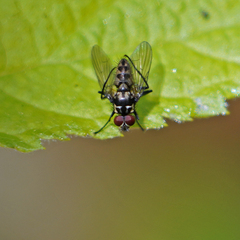Limnophora