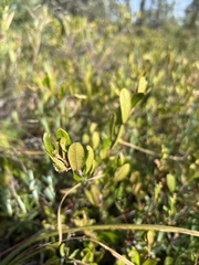 Chamaedaphne calyculata
