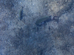 Astropecten platyacanthus