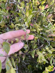 Chamaedaphne calyculata