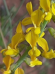 Lebeckia sepiaria