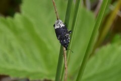 Cryptorhynchus lapathi