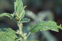 Calligrapha serpentina