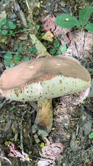 Tylopilus rubrobrunneus