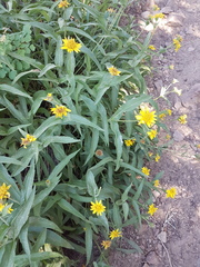 Arnica lanceolata