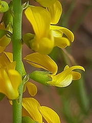 Lebeckia sepiaria