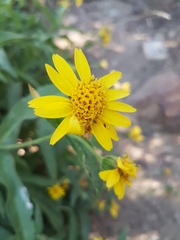Arnica lanceolata